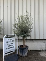 IMG_4587 Olive Tree in Pot