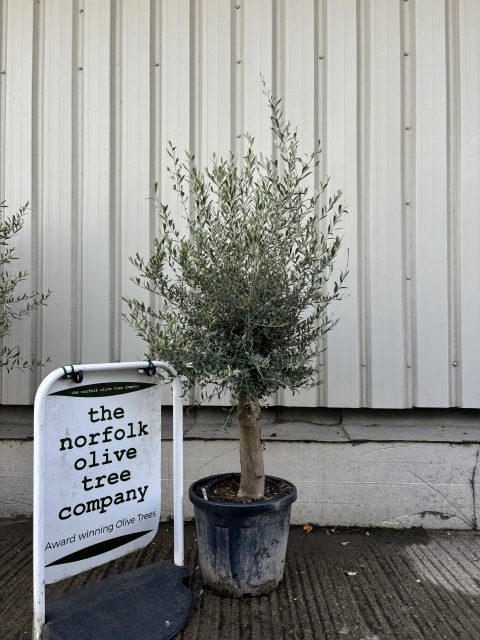 Olive Tree in Pot