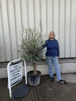 IMG_4589 Olive Tree in Pot