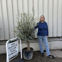 Olive Tree in Pot