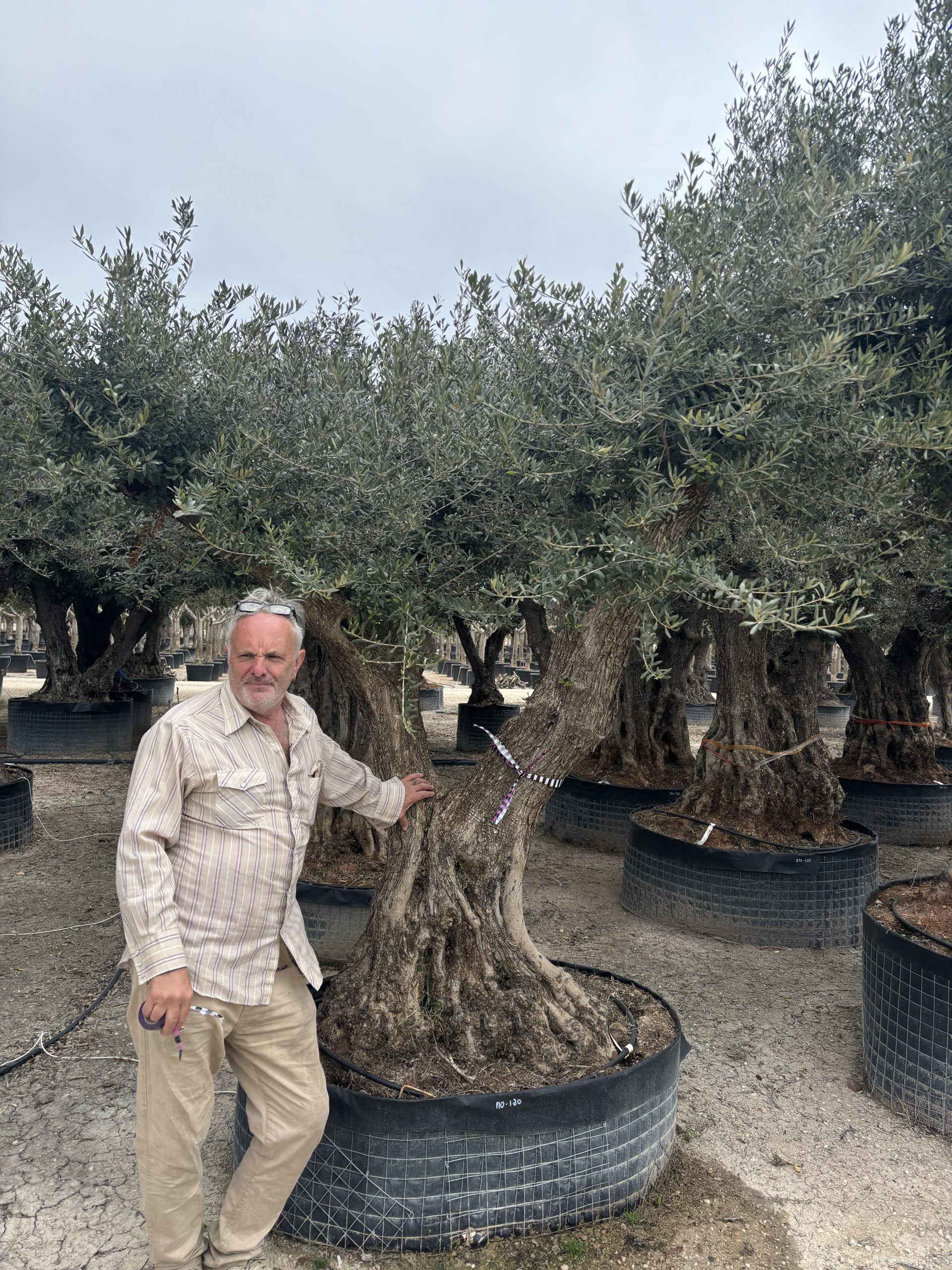 How to Choose the Right Specimen Olive Tree for Your Garden - The