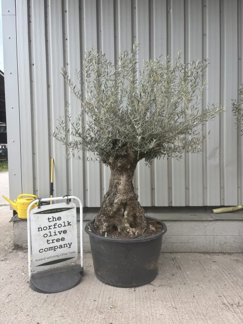 Charming gnarled Olive tree