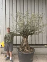 IMG_9220 Charming gnarled Olive tree