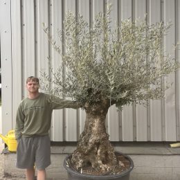 Charming gnarled Olive tree