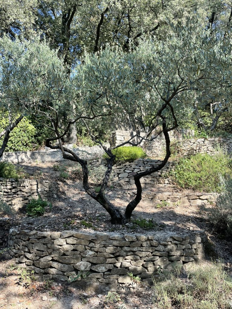 Specimen olive tree