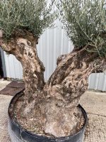 cf94a471-c13a-4e64-908e-47892a43260c Ancient Olive Tree for Sale in the UK