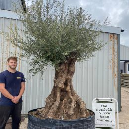 Ancient Olive Tree for Sale in the UK