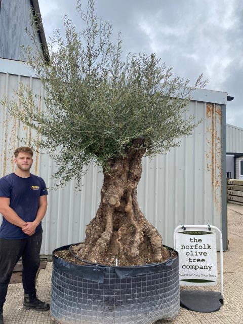 d9b95ee4-005c-4780-992c-0b9b1ec50798 Ancient Olive Tree for Sale in the UK