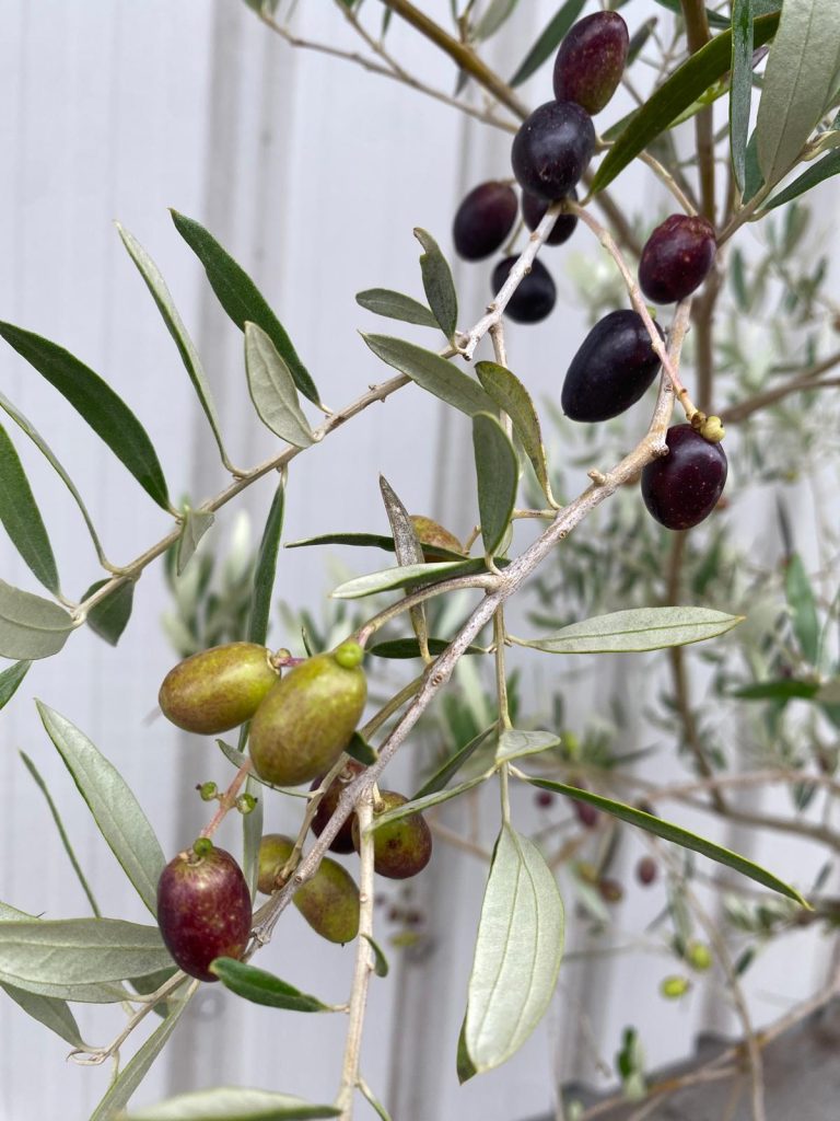Olea europaea Pendolino
