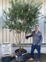 3808fd29-4718-4a7e-b5ba-f1a681d179e1 Multi-stem screening olive tree