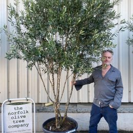 Multi-stem screening olive tree