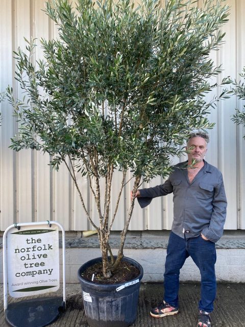 3808fd29-4718-4a7e-b5ba-f1a681d179e1 Multi-stem screening olive tree