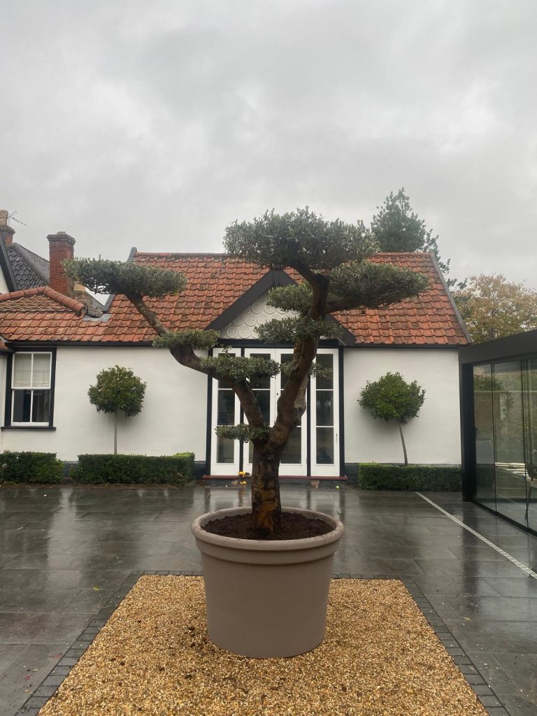 Olive tree care UK