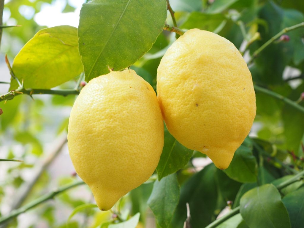 Lemon trees for sale