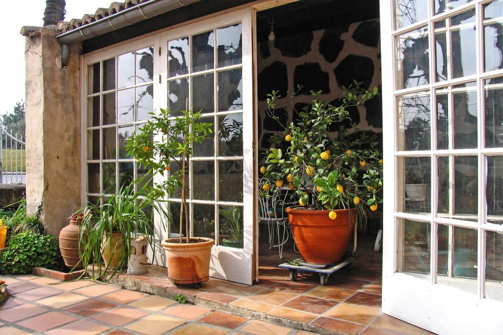 Lemon trees for sale