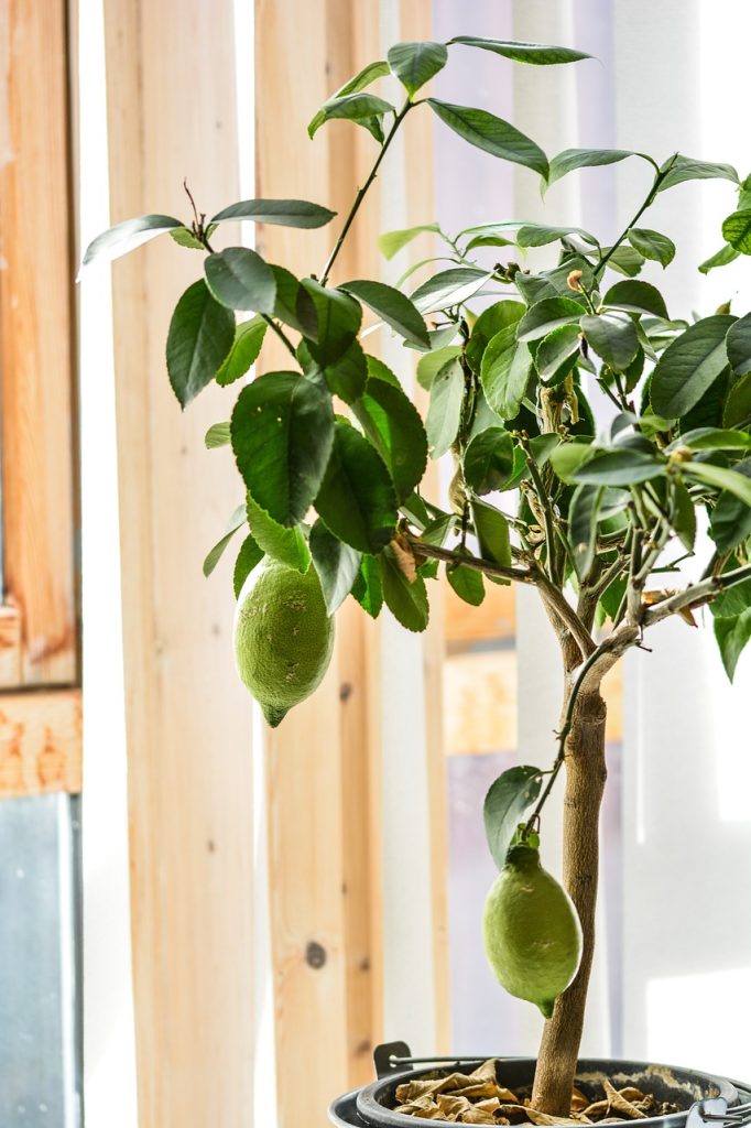 Lemon trees for sale