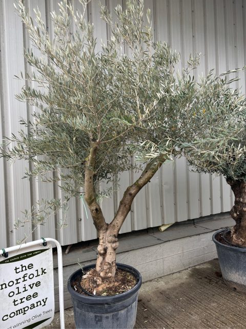 Branched Olive Tree