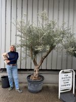 IMG_0381 Branched Olive Tree
