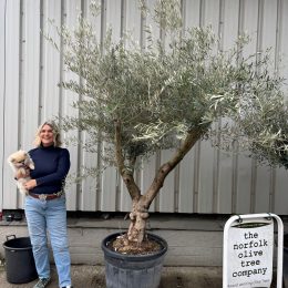 Branched Olive Tree