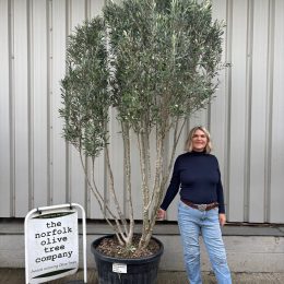 Multi-stem screening olive tree