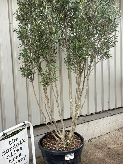Multi-stem screening olive tree