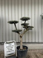 Cloud-Pruned Olive Tree