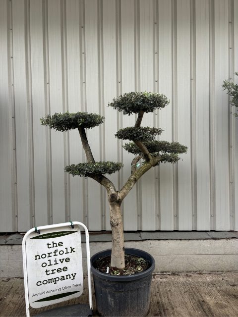 Cloud-Pruned Olive Tree
