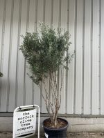 IMG_0399 Multi-stem screening olive tree
