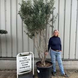 Multi-stem screening olive tree