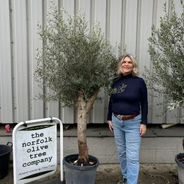 Olive Tree in Pot