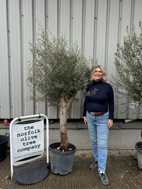 IMG_0404 Olive Tree in Pot