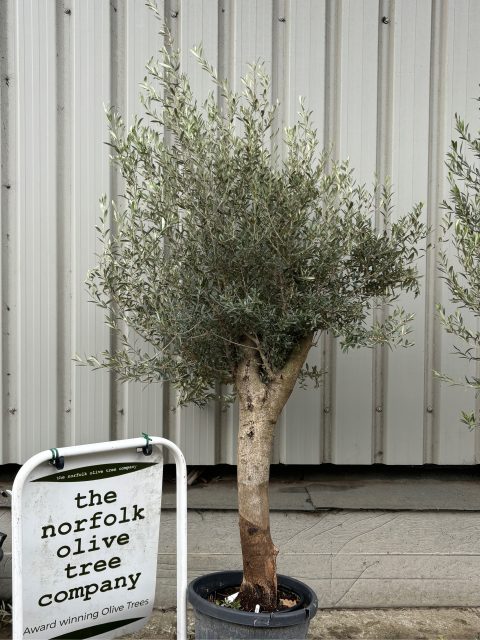 Olive Tree in Pot
