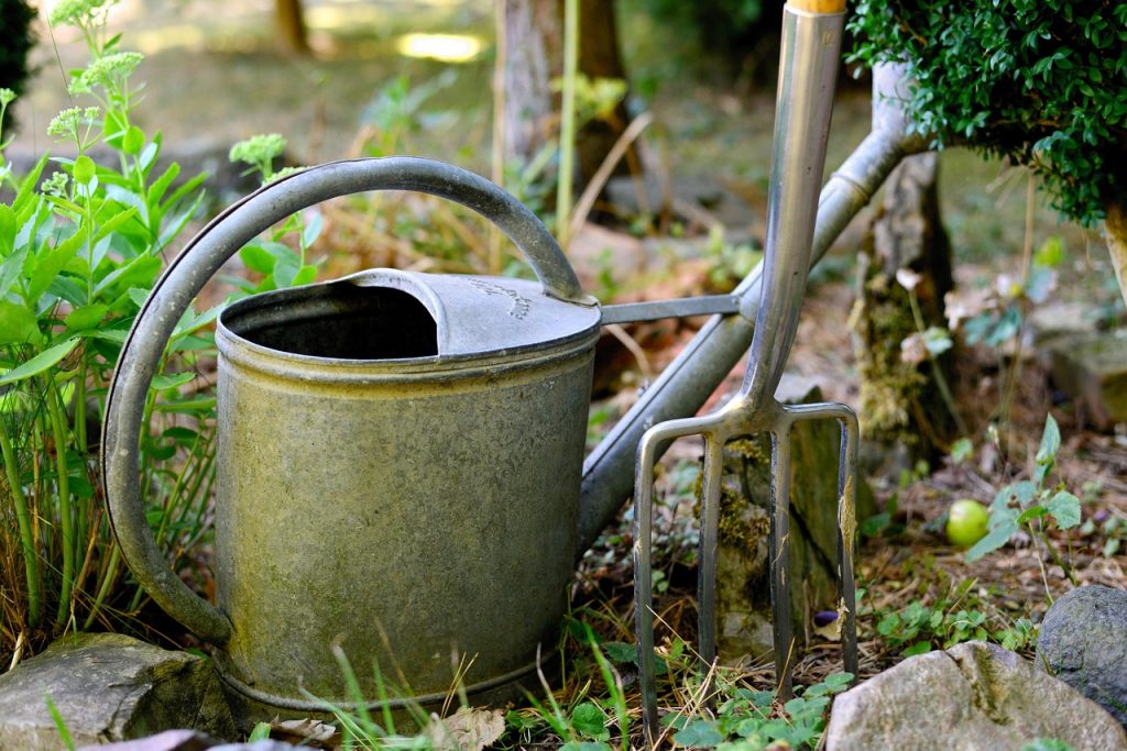 Olive tree care UK
