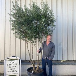 Parachute’ pruned Italian Olive tree