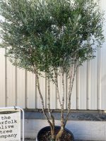 IMG_0444 Parachute’ pruned Italian Olive tree