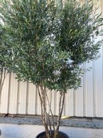 IMG_0445 Multi-stem screening olive tree