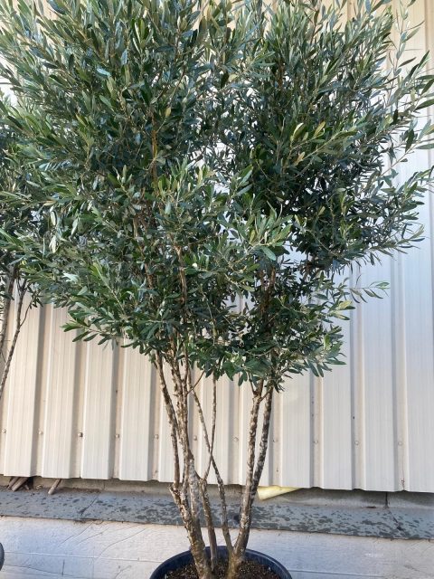 Multi-stem screening olive tree