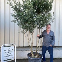 Multi-stem screening olive tree