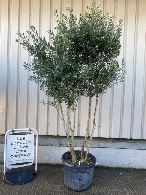 Multi-stem screening olive tree