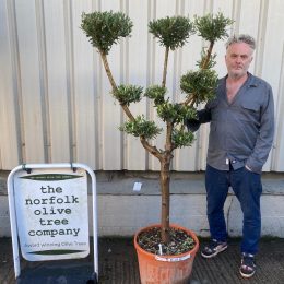 Niwaki cloud pruned Olive Tree - delivery included