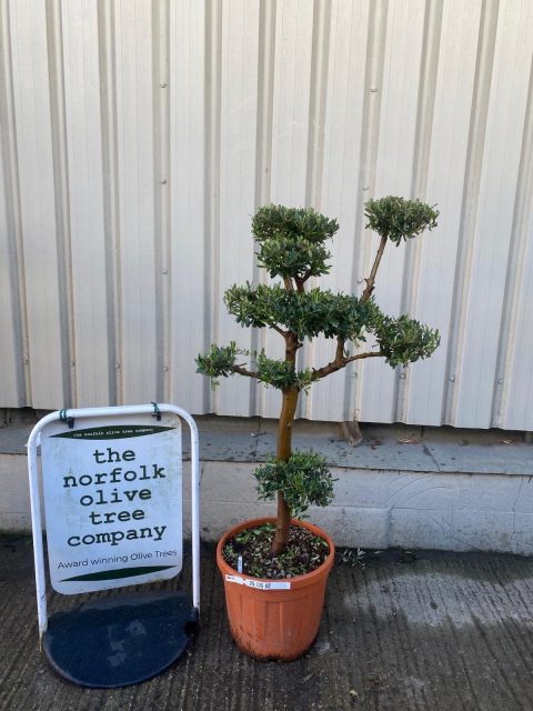 Niwaki cloud Olive Tree