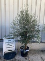 IMG_0468 Olive Tree in Pot