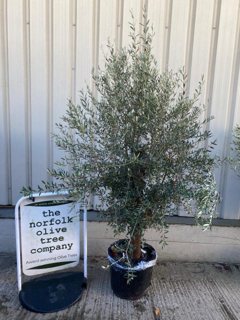 Olive Tree in Pot