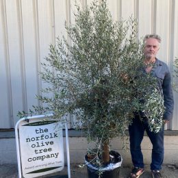Olive Tree in Pot delivery included