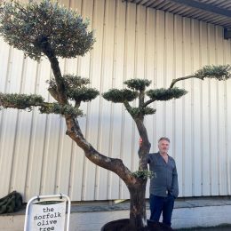 Cloud-Pruned Olive Tree | Niwaki Olive Trees for Sale UK – The Norfolk Olive Tree Company
