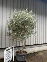 IMG_0559 Multi-stem Olive Tree