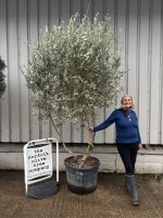 IMG_0560 Multi-stem Olive Tree