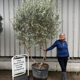 Multi-stem Olive Tree