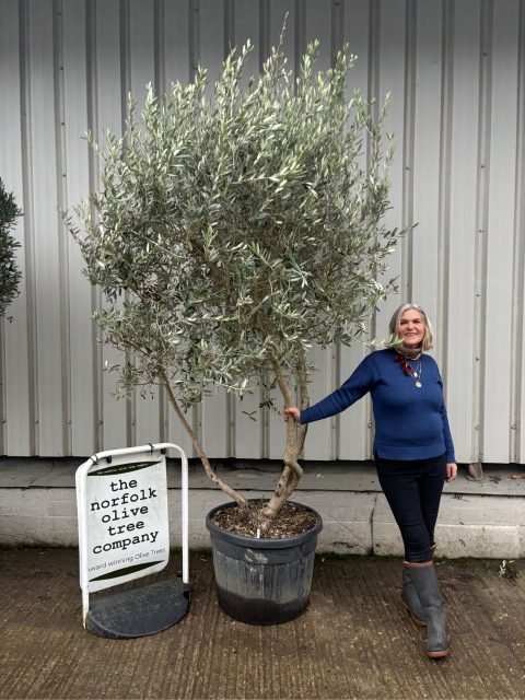 IMG_0560 Multi-stem Olive Tree