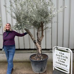 Branched Olive Tree ‘Tortuga’